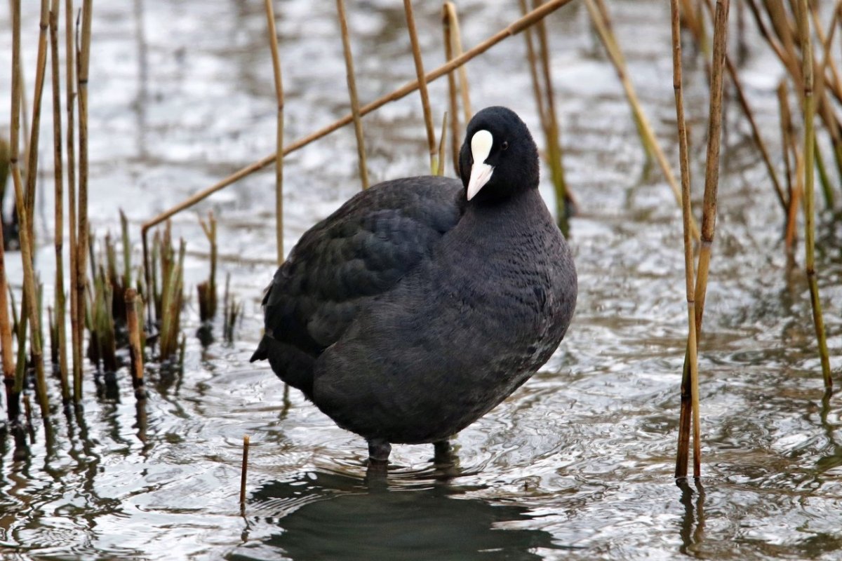 Северные водоплавающие птицы
