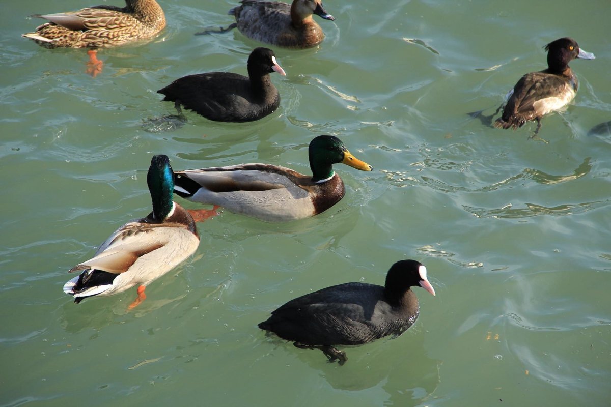 Водоплавающая птица Черноземья