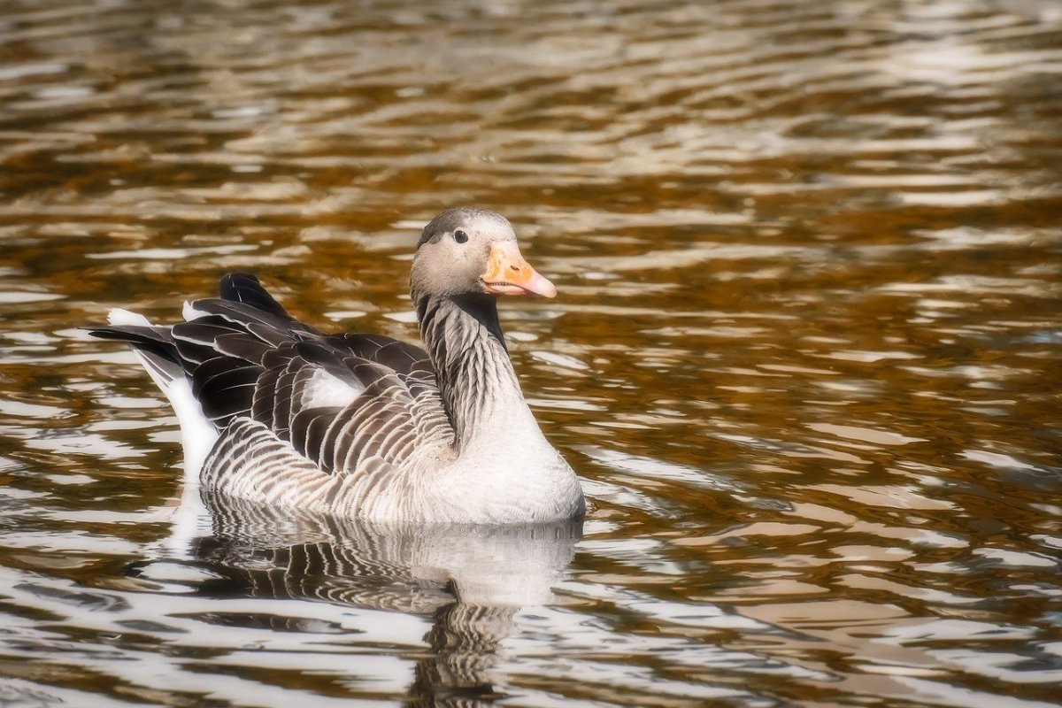 Гусь плывет