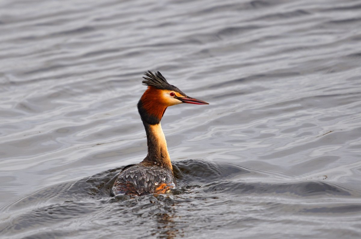 Водоплавающие чомга поганка