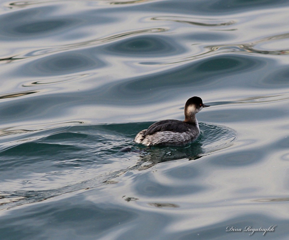 Водоплавающие птицы черного моря Геленджик