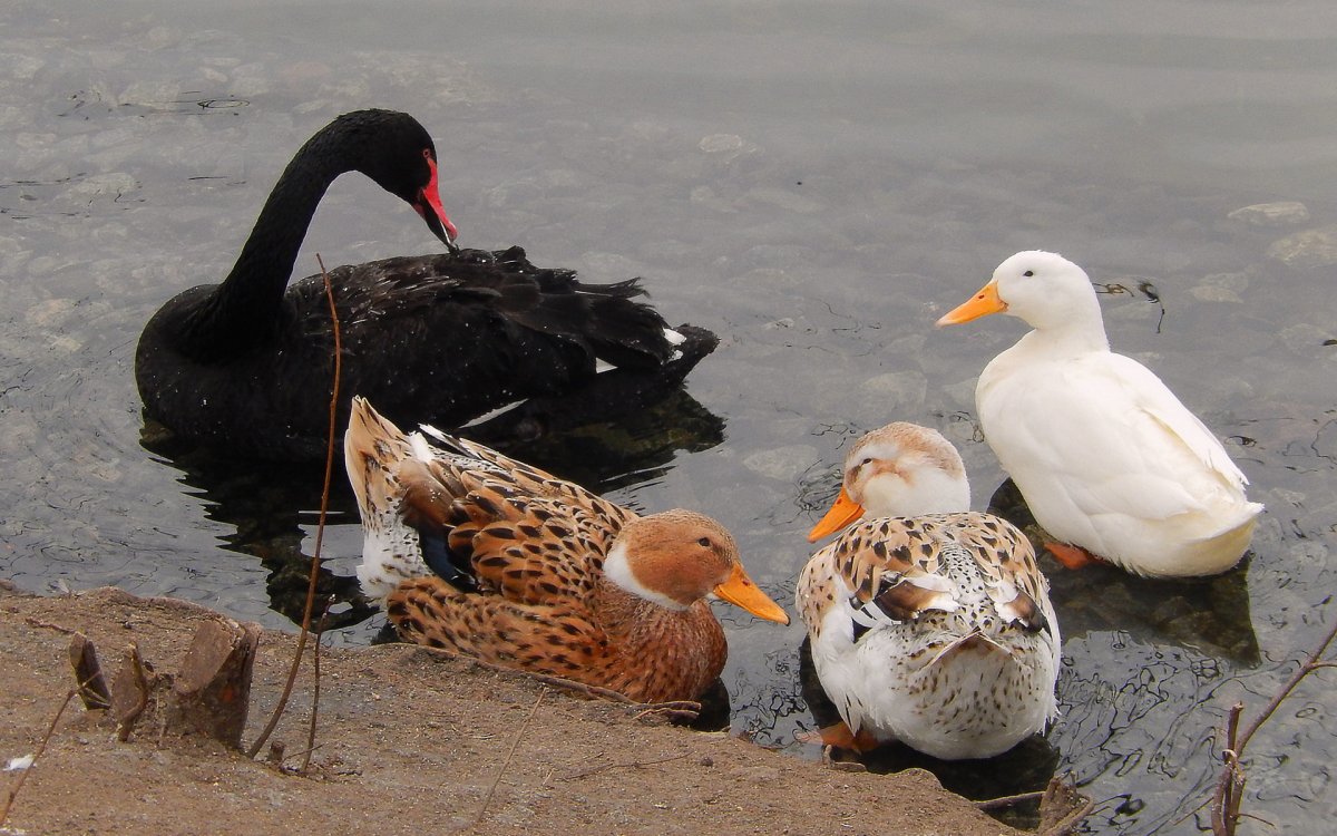 Утки гуси лебеди