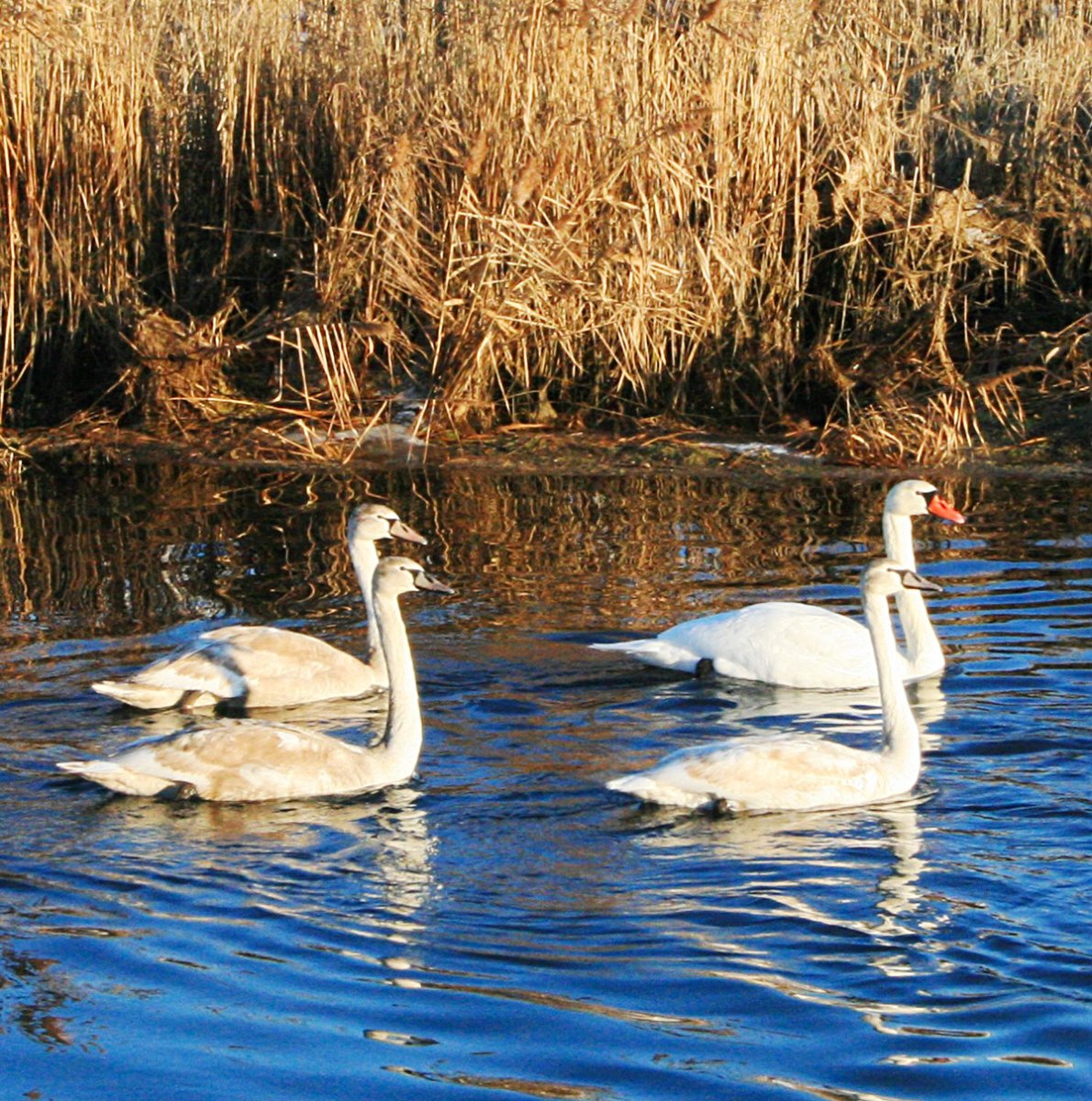 Гуси Туркменистана