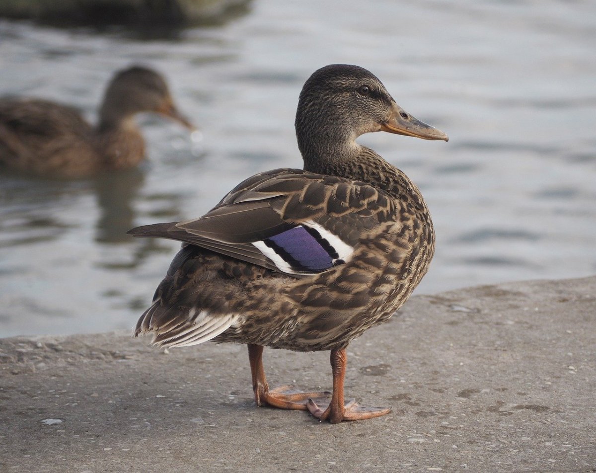 Утка водоплавающая птица