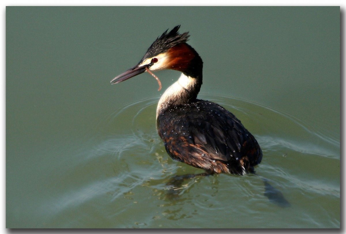 Водоплавающая птица с хохолком на голове