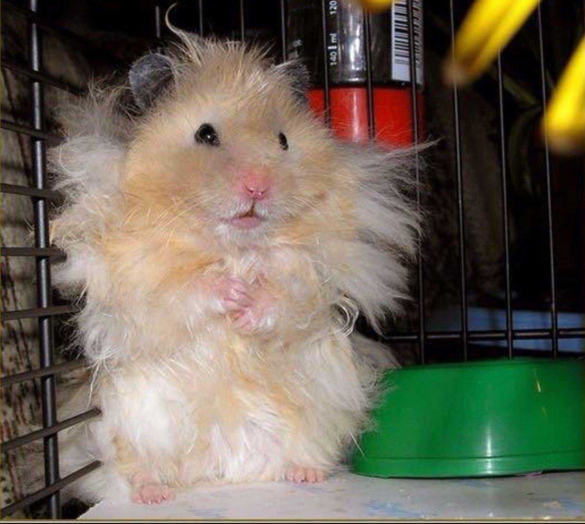 Сирийский хомяк длинношерстный