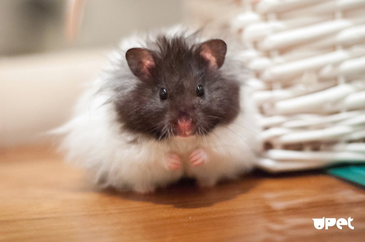 Хомяк ангорский черный сирийский