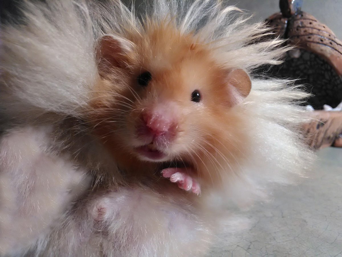 Сирийский ангорский хомяк