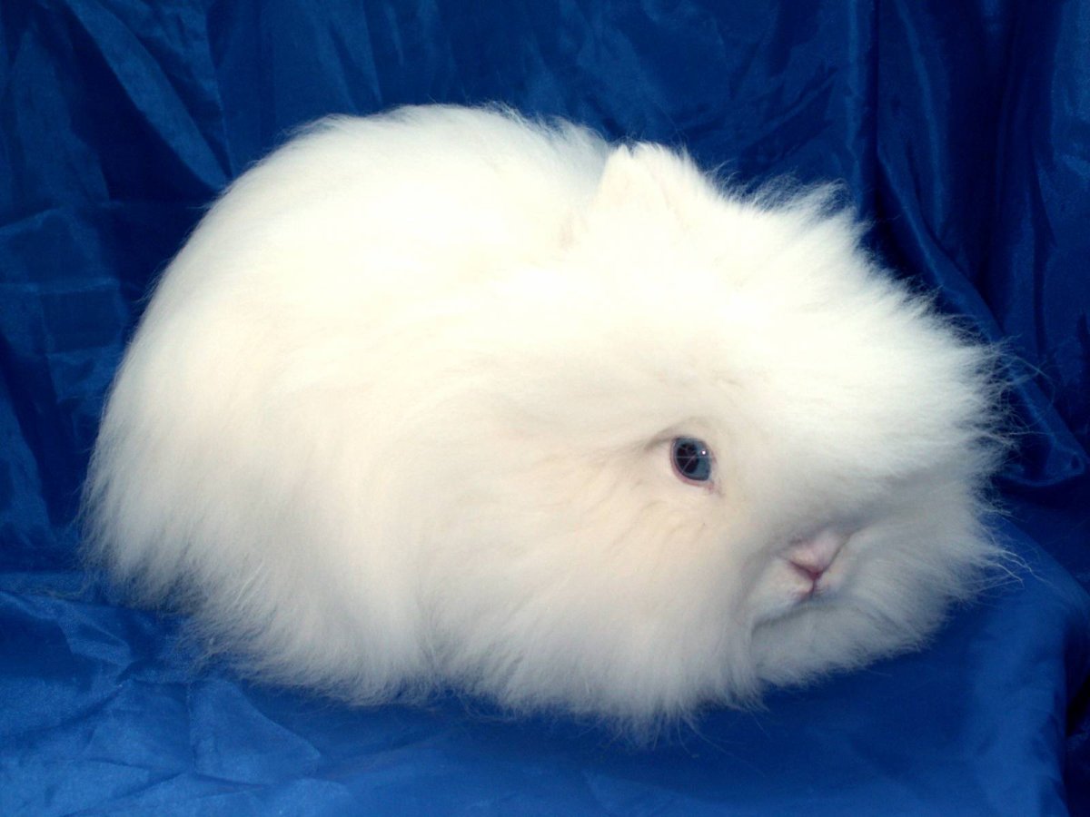Ангорская морская Свинка черно белая