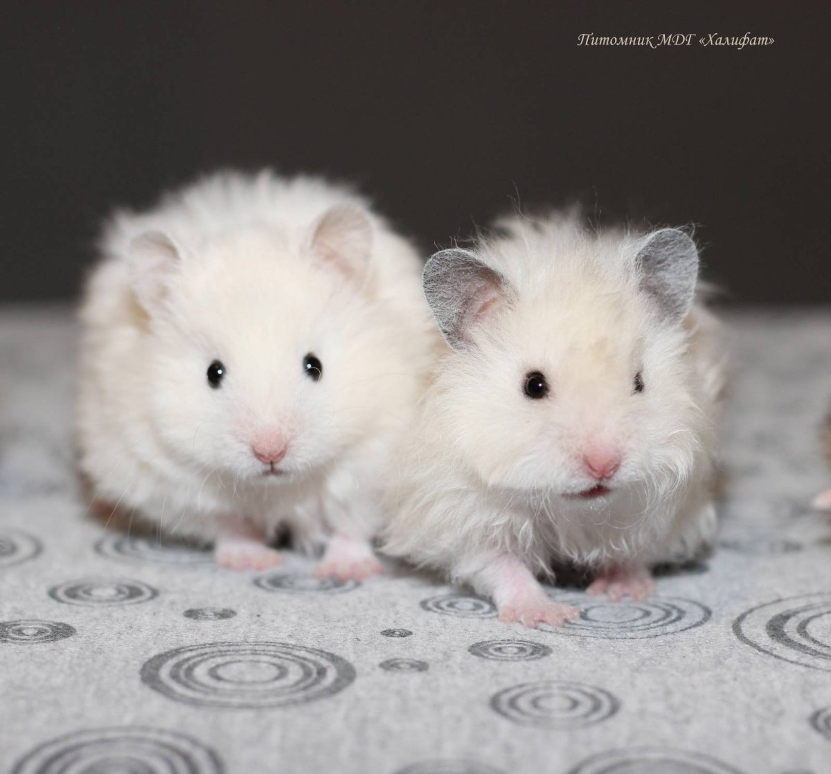 Сирийский длинношерстный хомяк альбинос