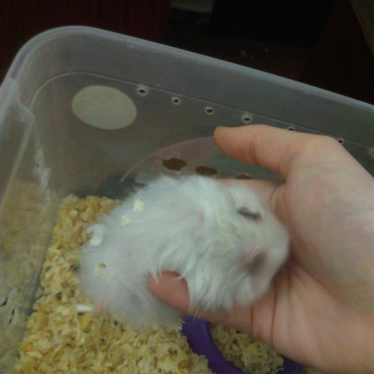 Ангорский хомячок