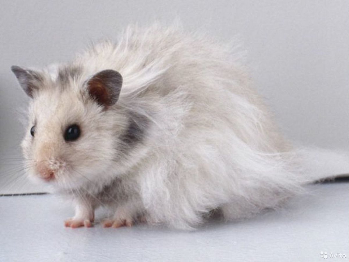 Хомяк породы ангорской