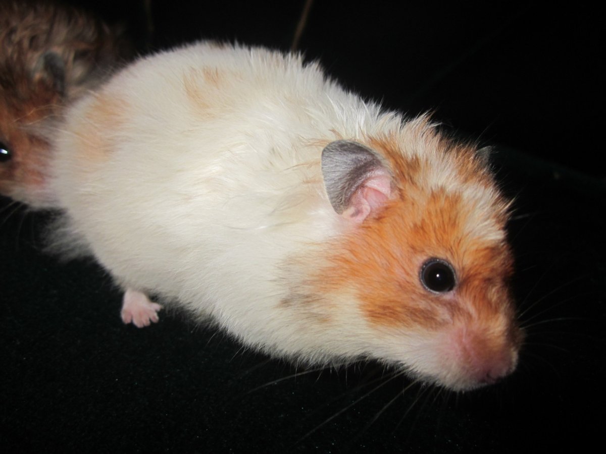 Сирийский хомяк рыжий с белым