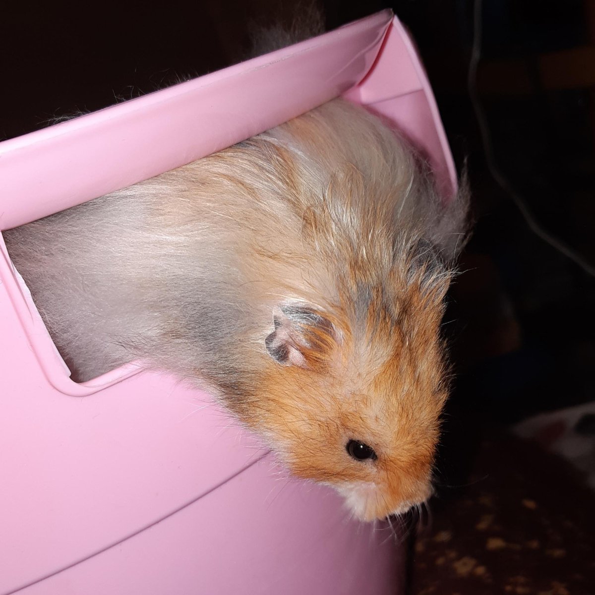 Ангорских хомяков