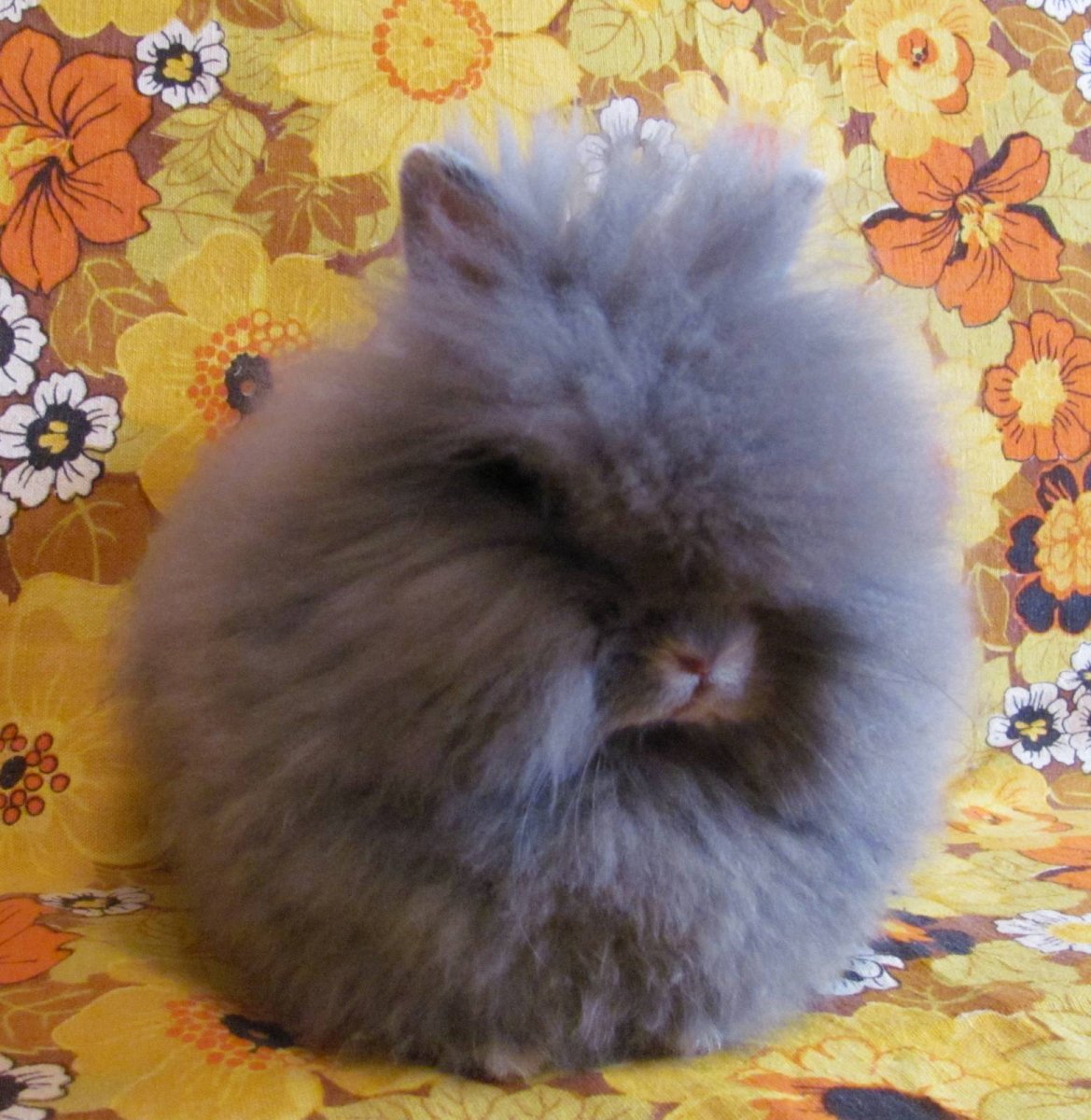 Голубой ангорский кролик