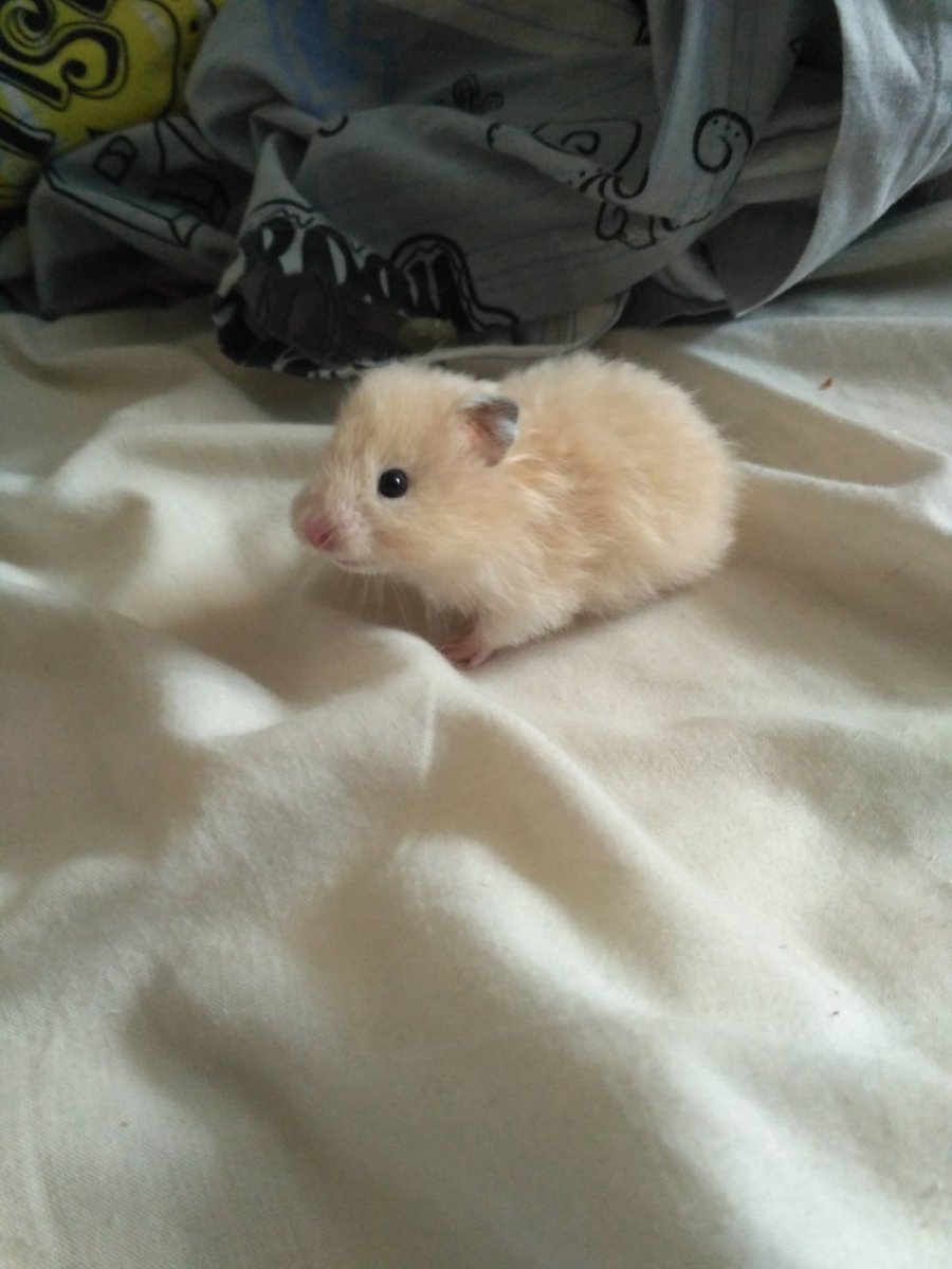 Ангорский персиковый хомяк