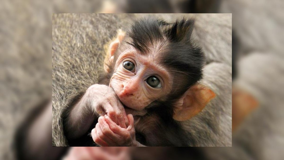 Смешные обезьянки