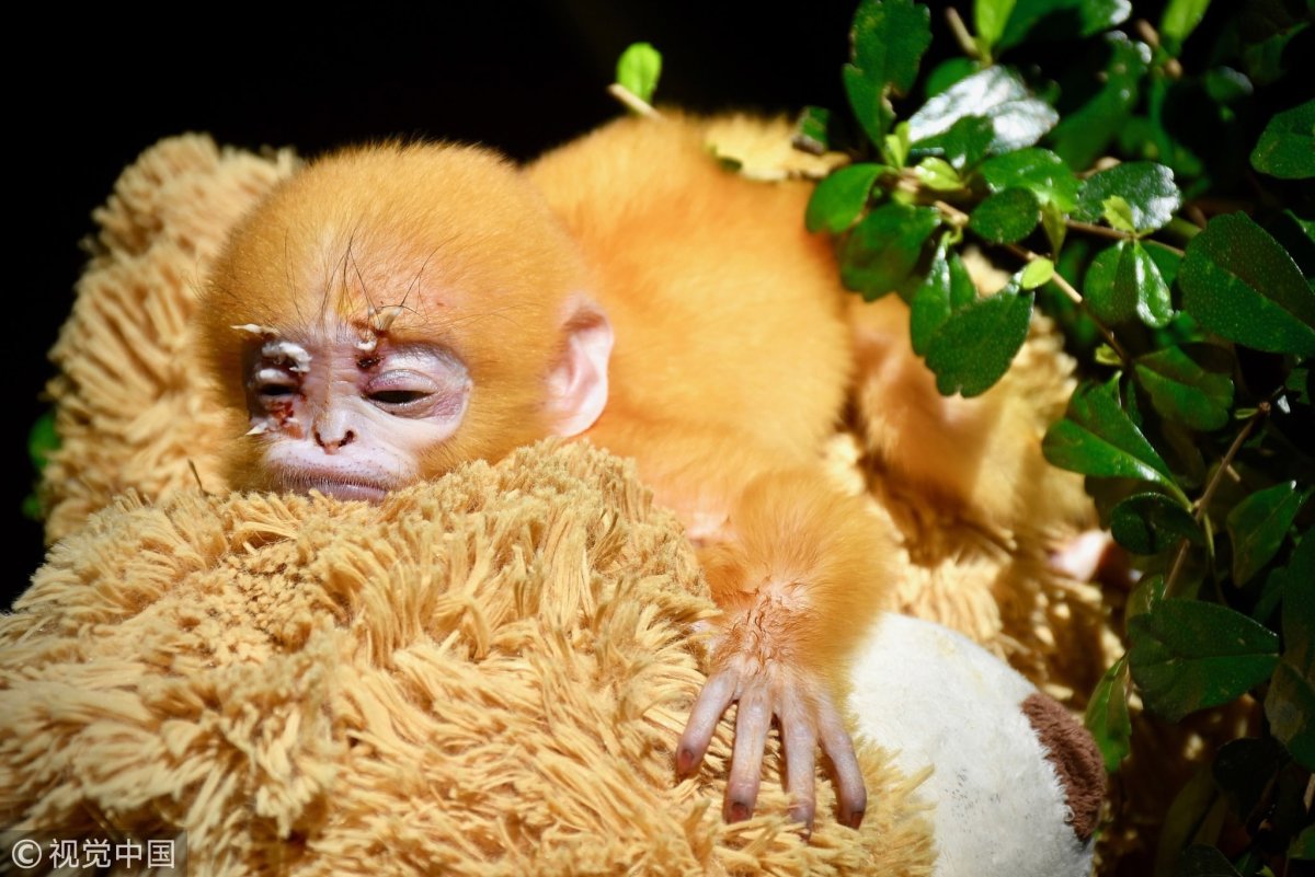 Обезьяна с бантиком