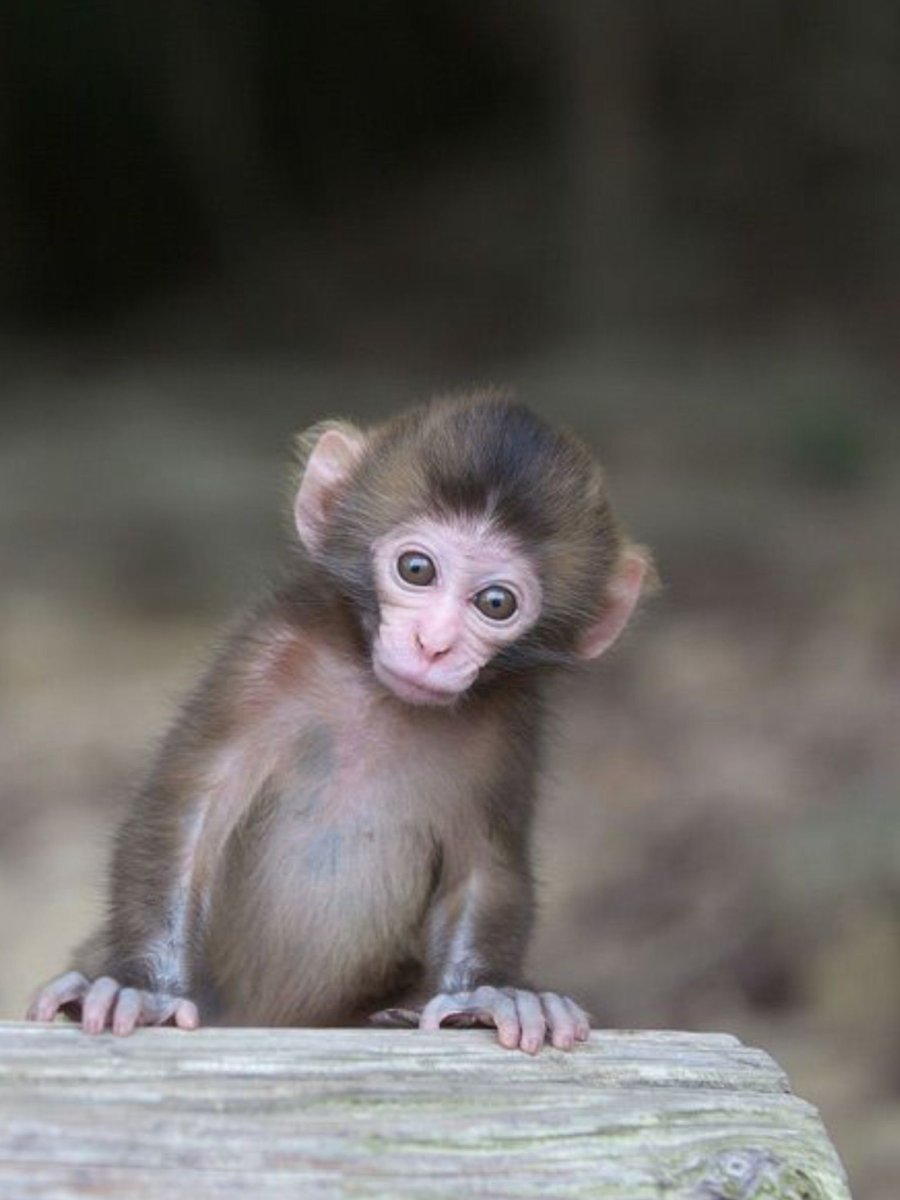 Обезьяны мармозетки капуцин