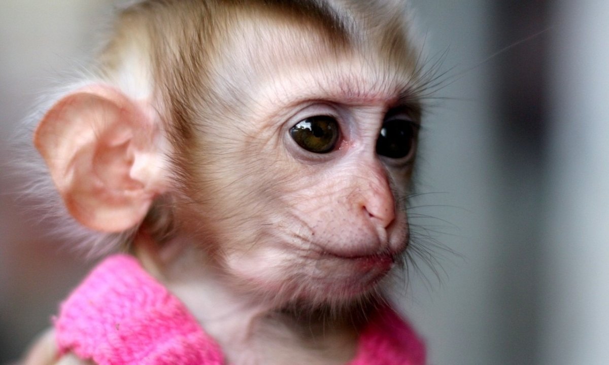 Кунац меймун