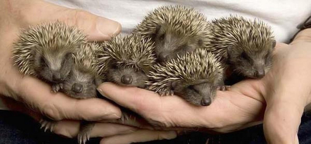 Много ежиков