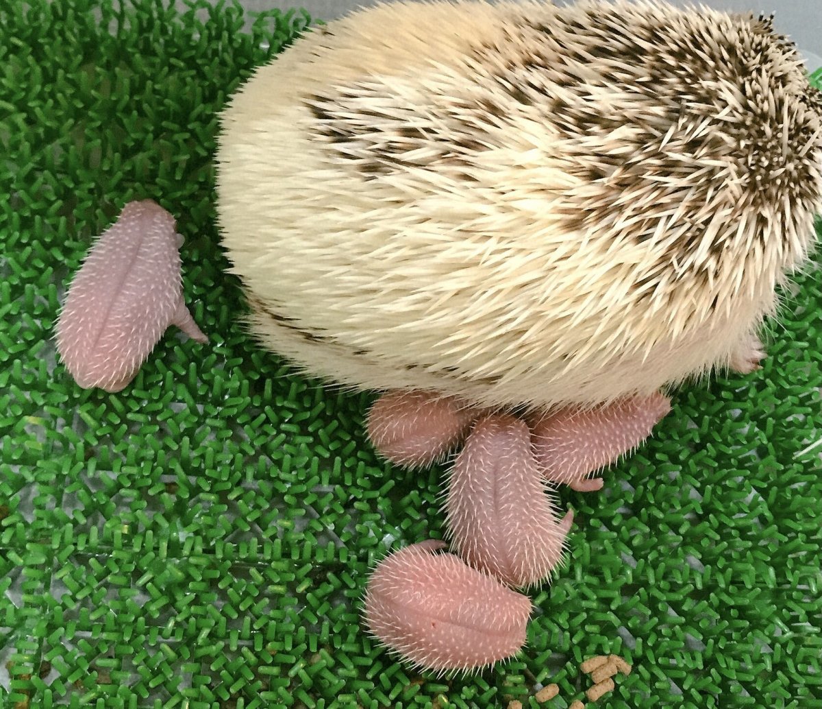 Маленькие ежата