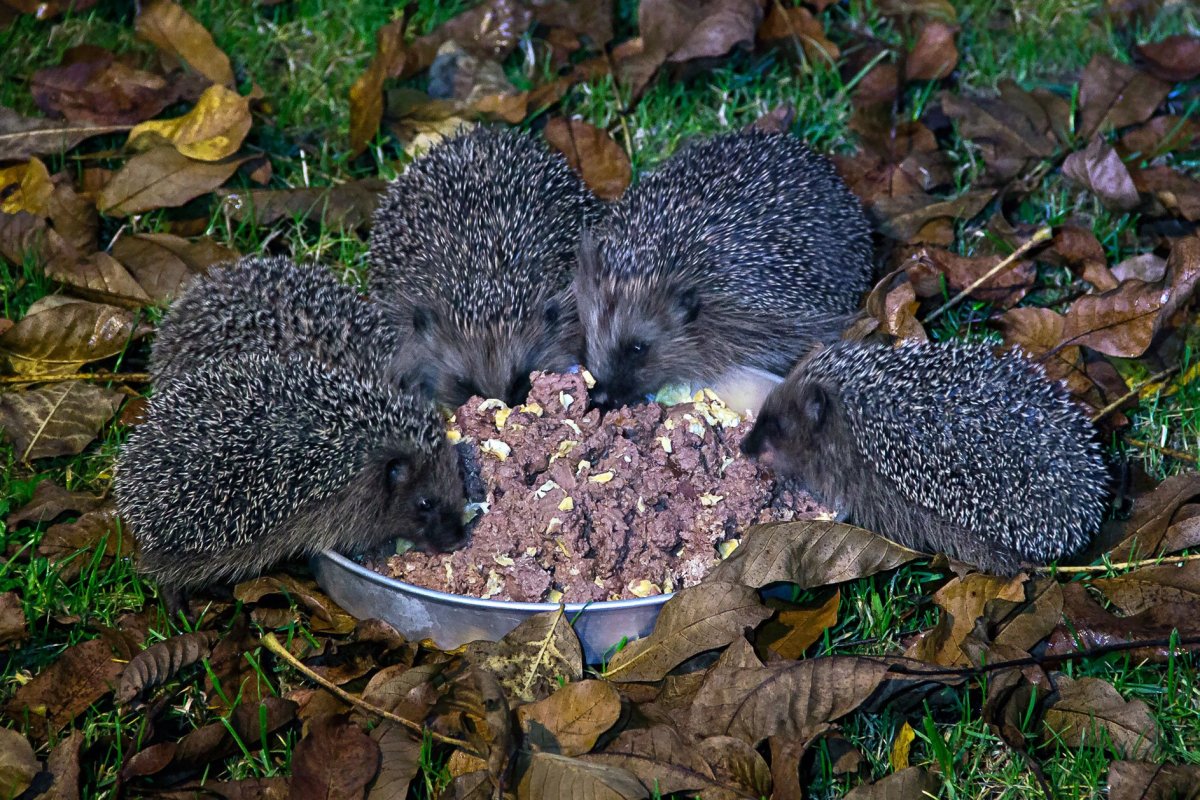 Еж ежиха и ежонок