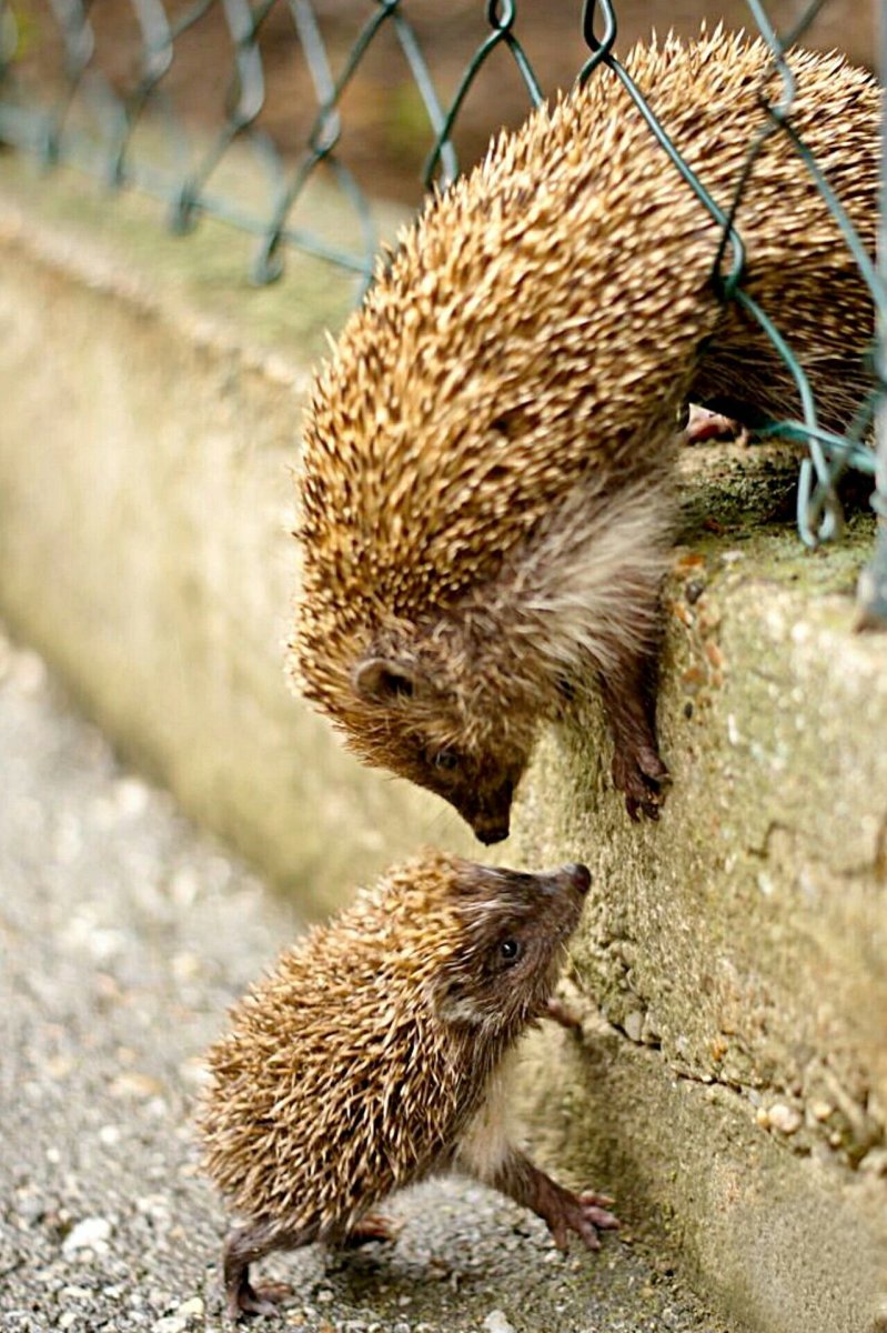 Еж с ежатами
