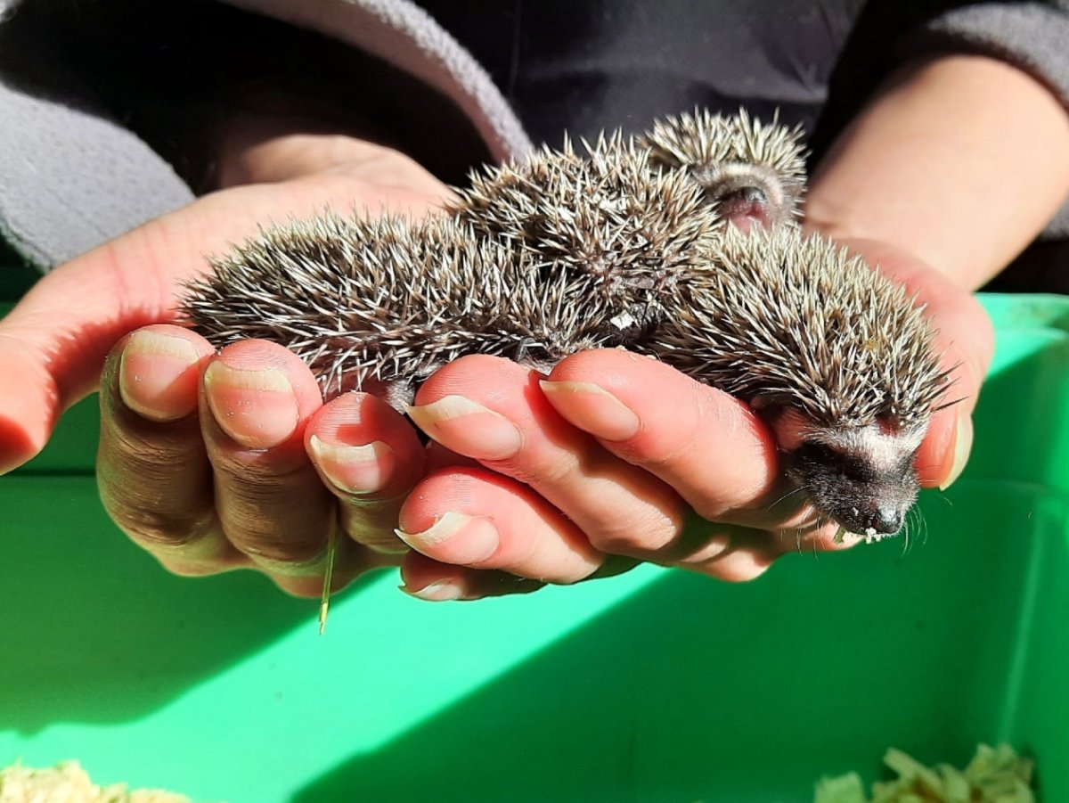 Маленький Ёжик четверо