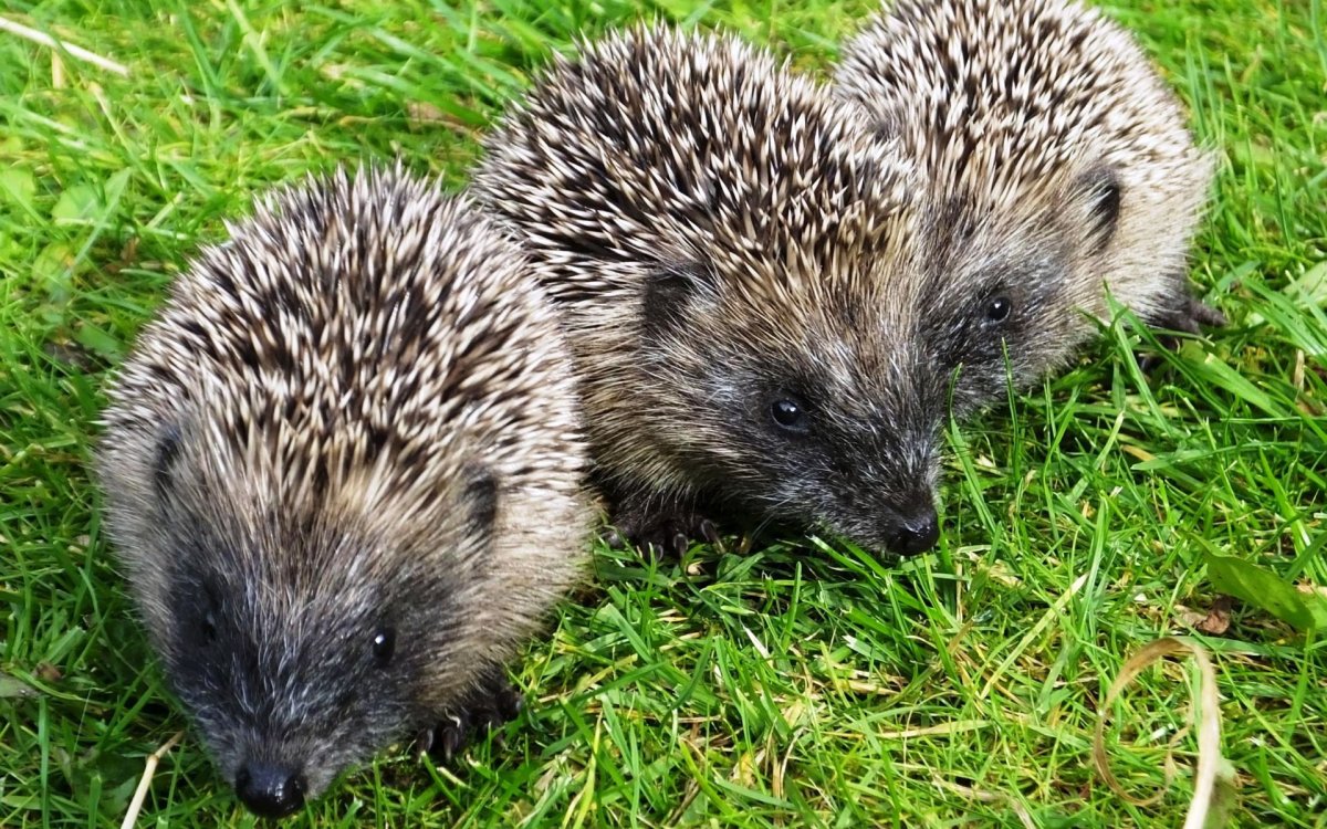 Ежи и ежата