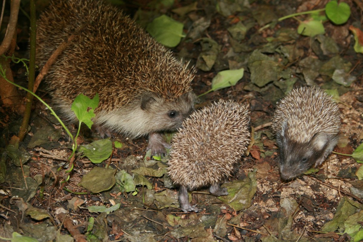 Даурский ёж Ушастый ёж