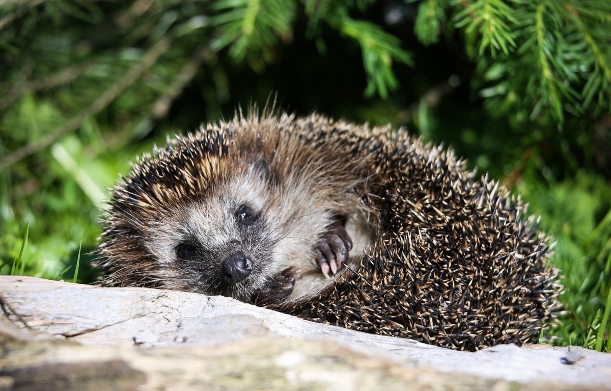 Амурский еж