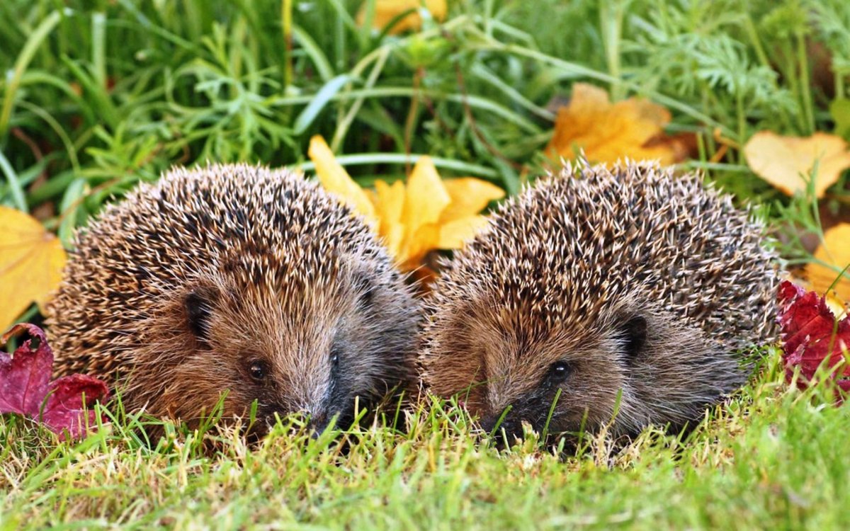 Еж с ежатами