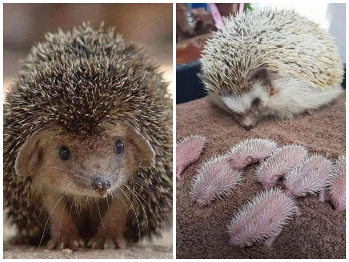 Имена для Ёжиков