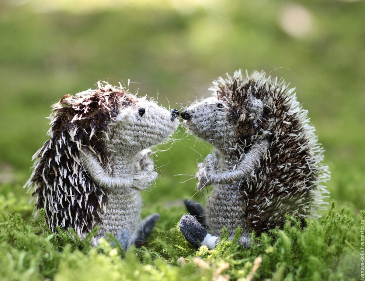 Ежик и ежиха