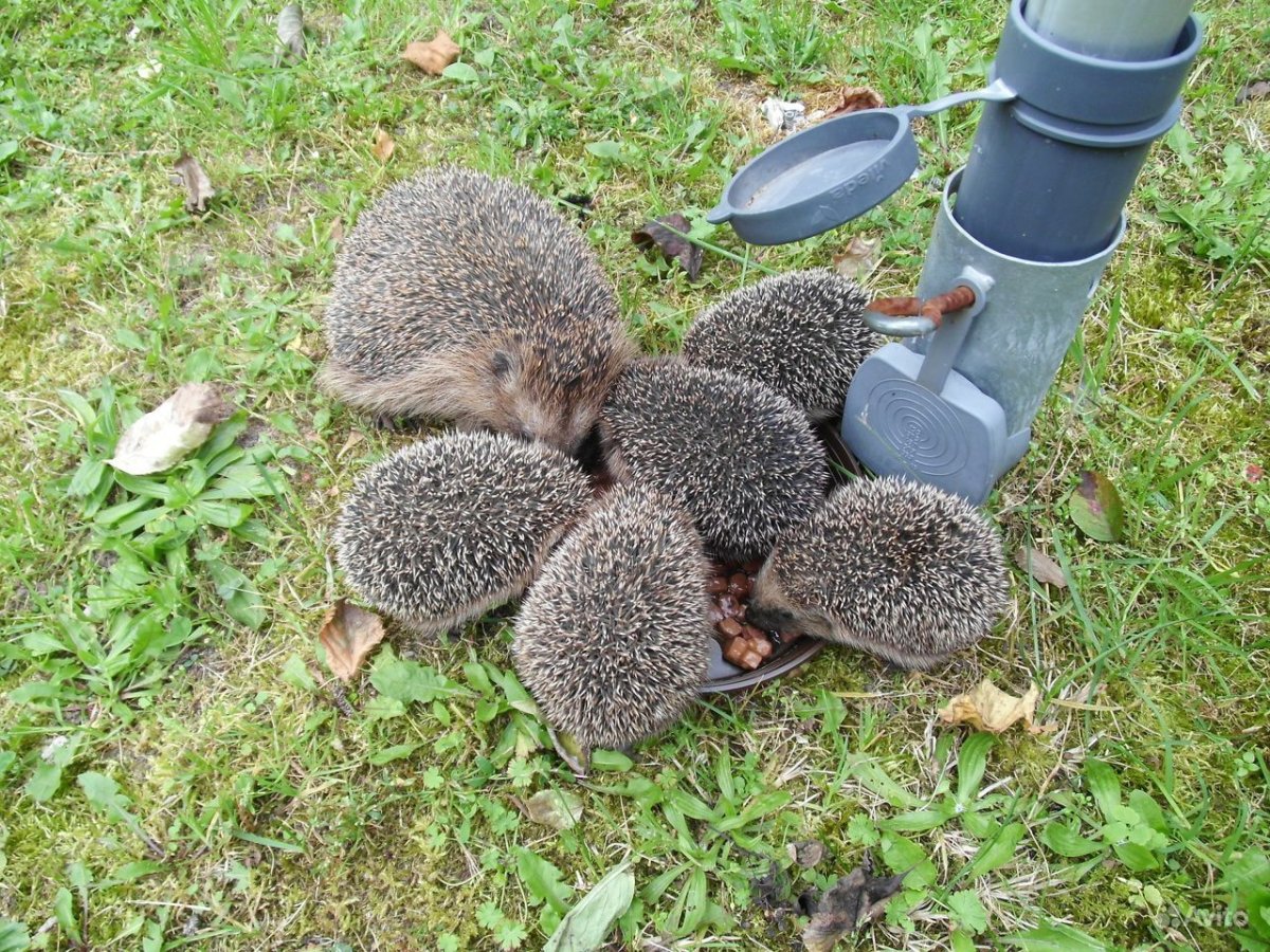 Несколько ежей