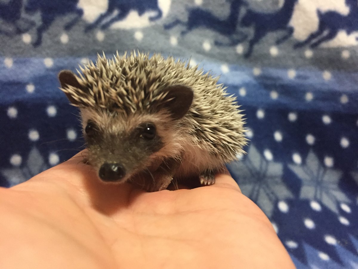 Голобрюхий ёж