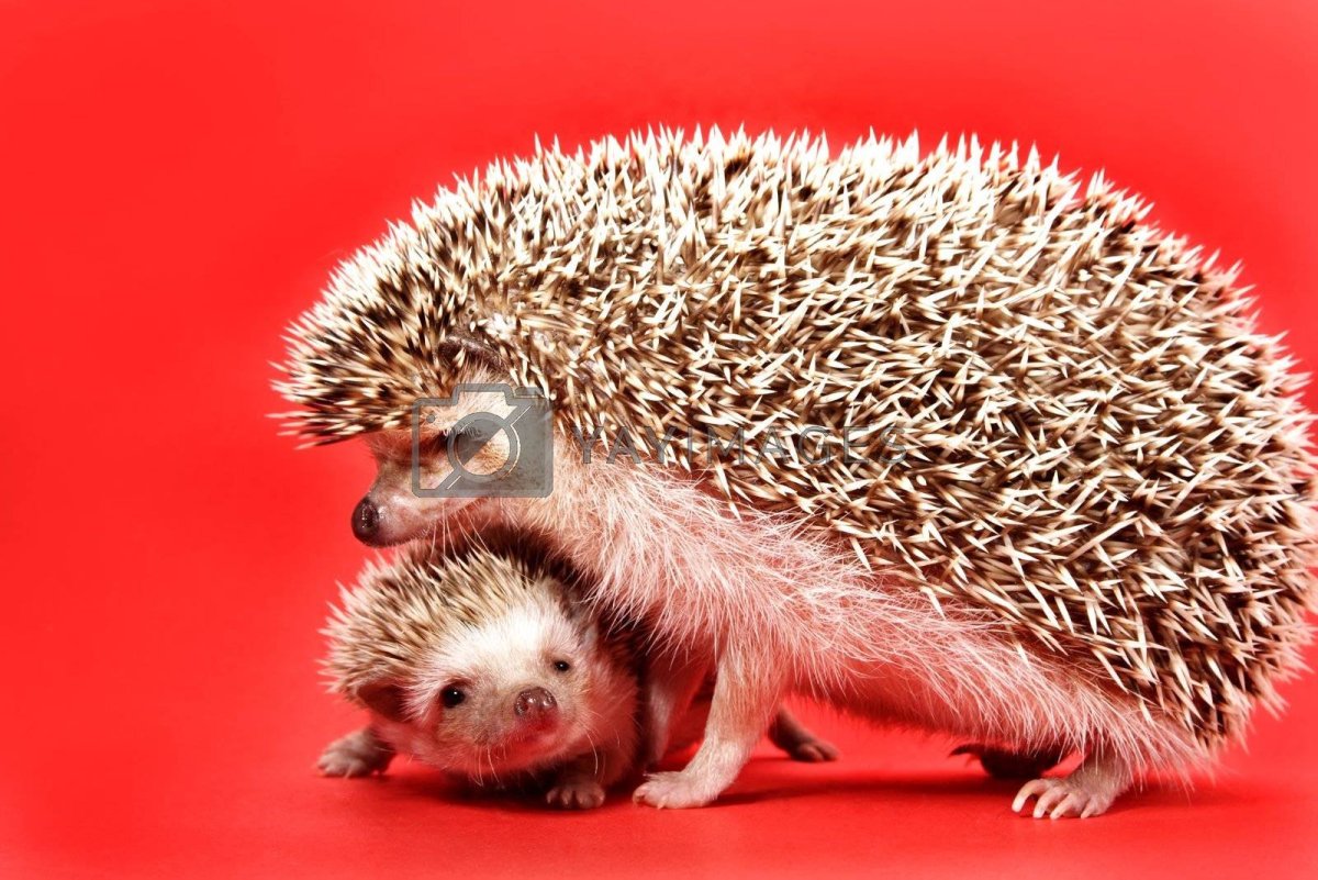 Мама ежиха с ежиком