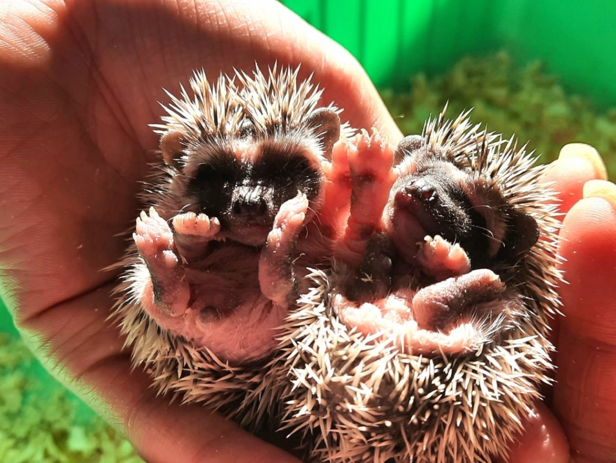 Мама ежиха и Лежена к