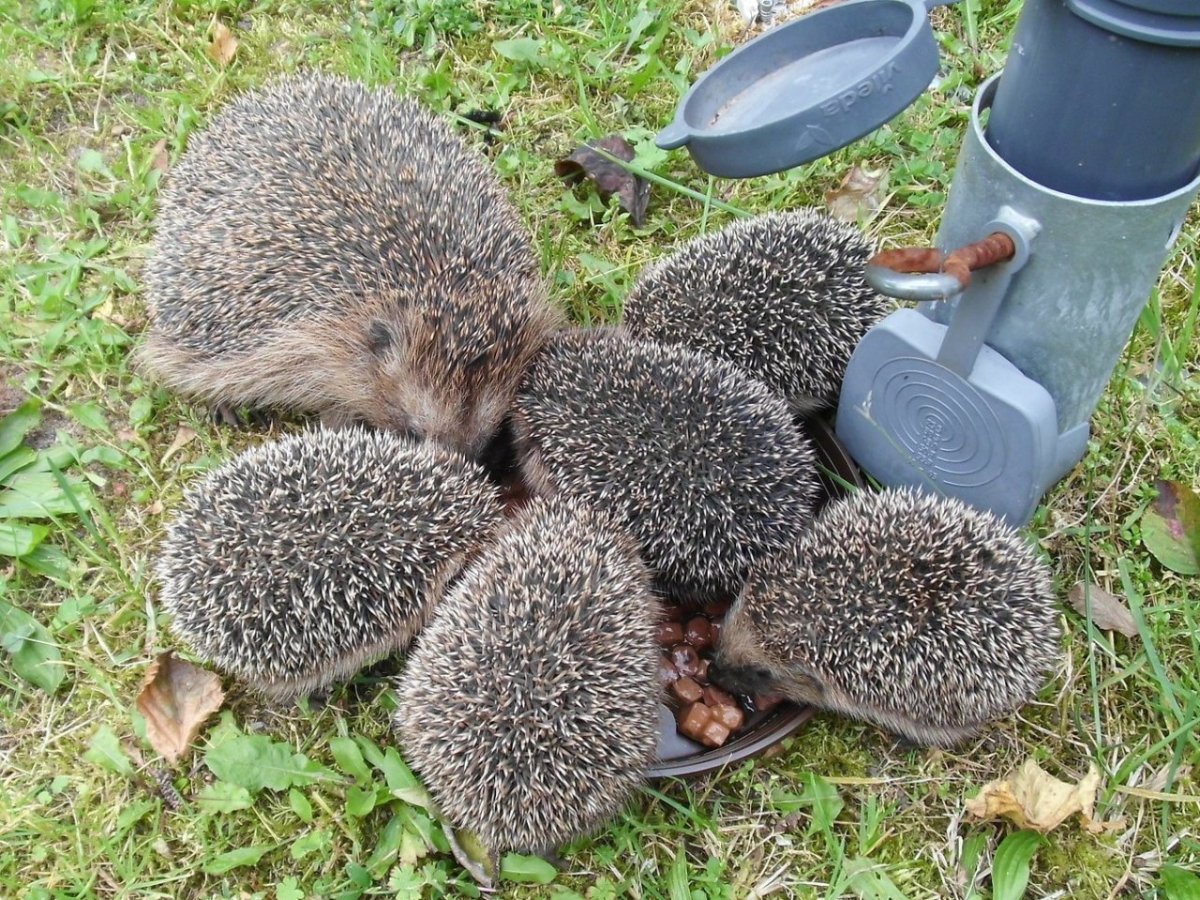 Ежик с ежатами