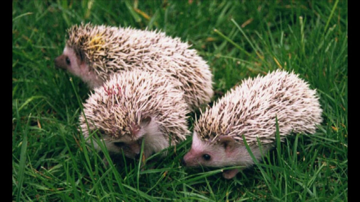 Много ежиков