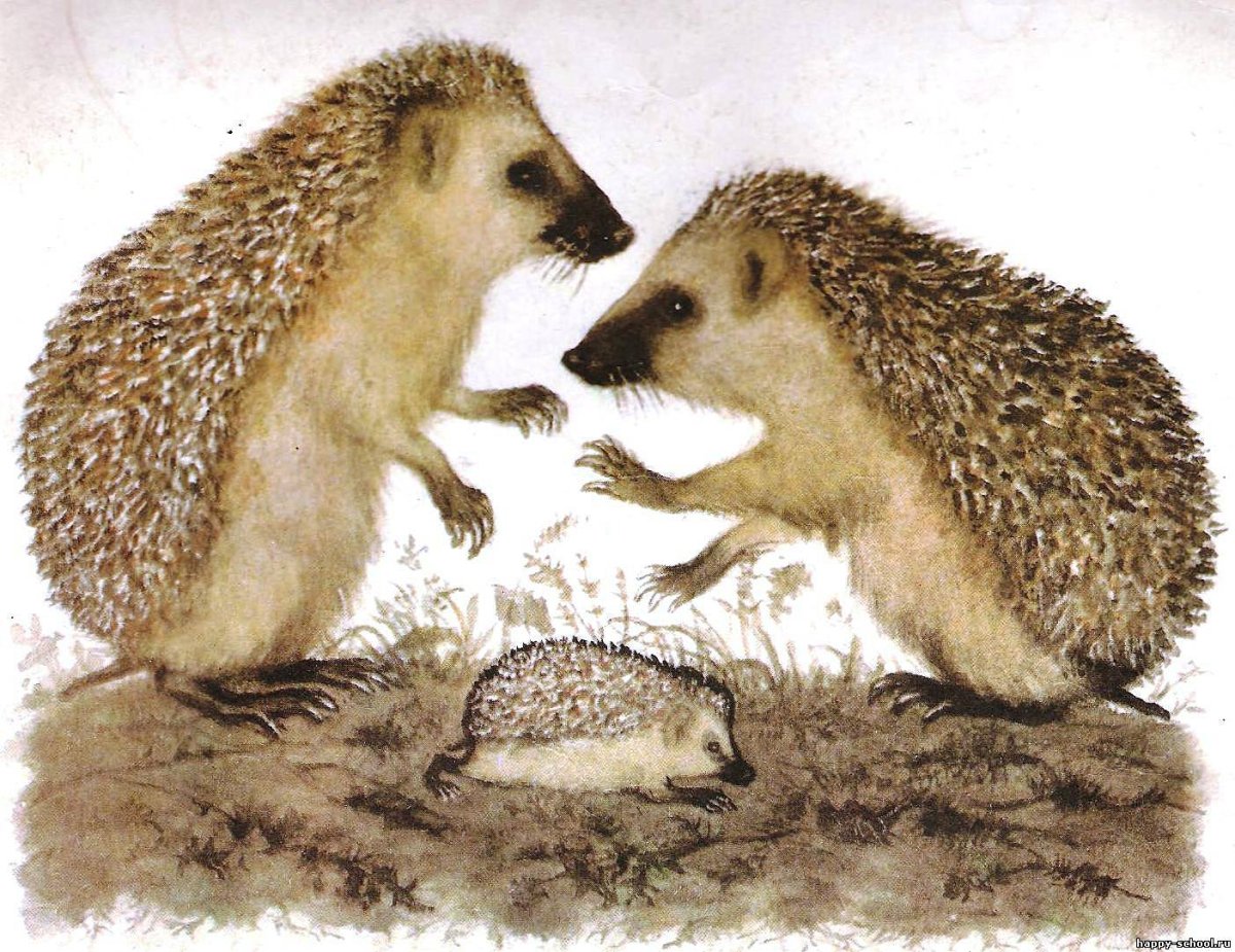 Еж ежиха и ежонок
