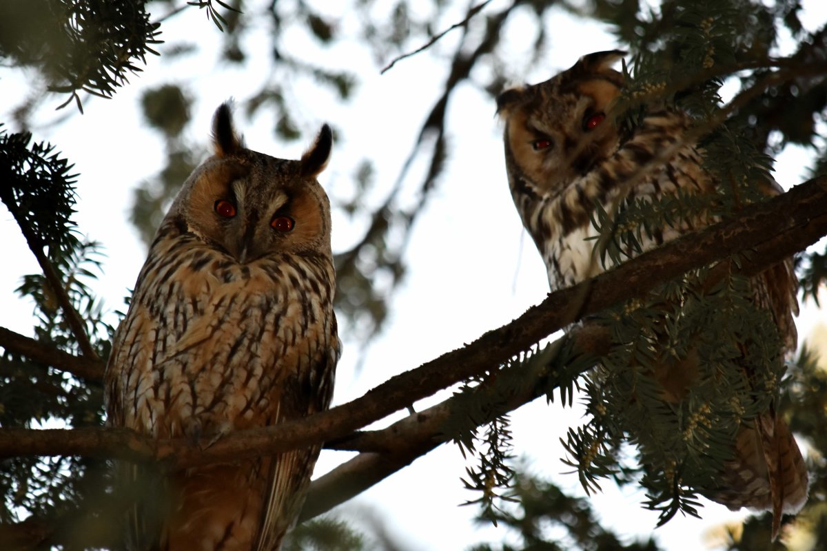 Виргинский Филин большая рогатая Сова