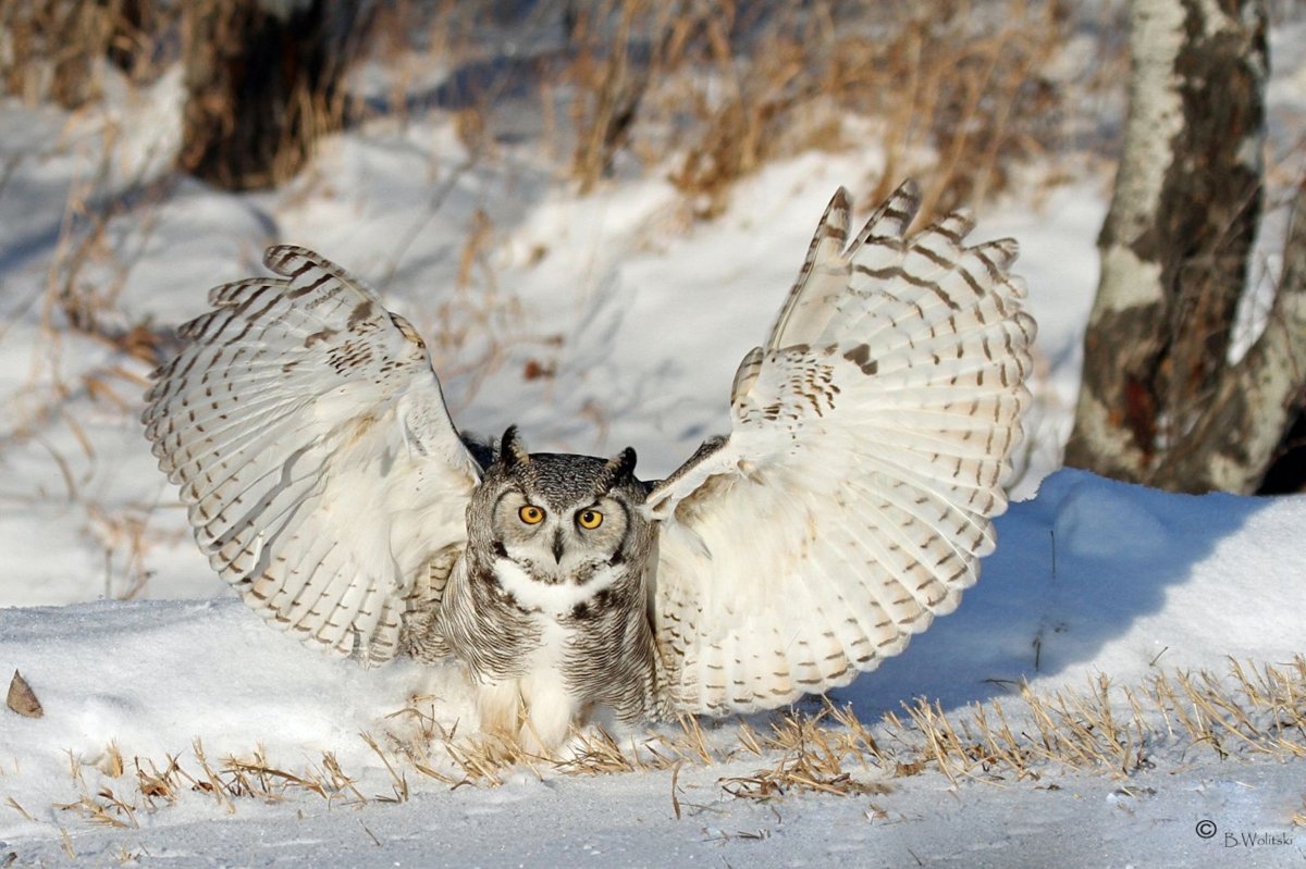 Африканская рогатая неясыть