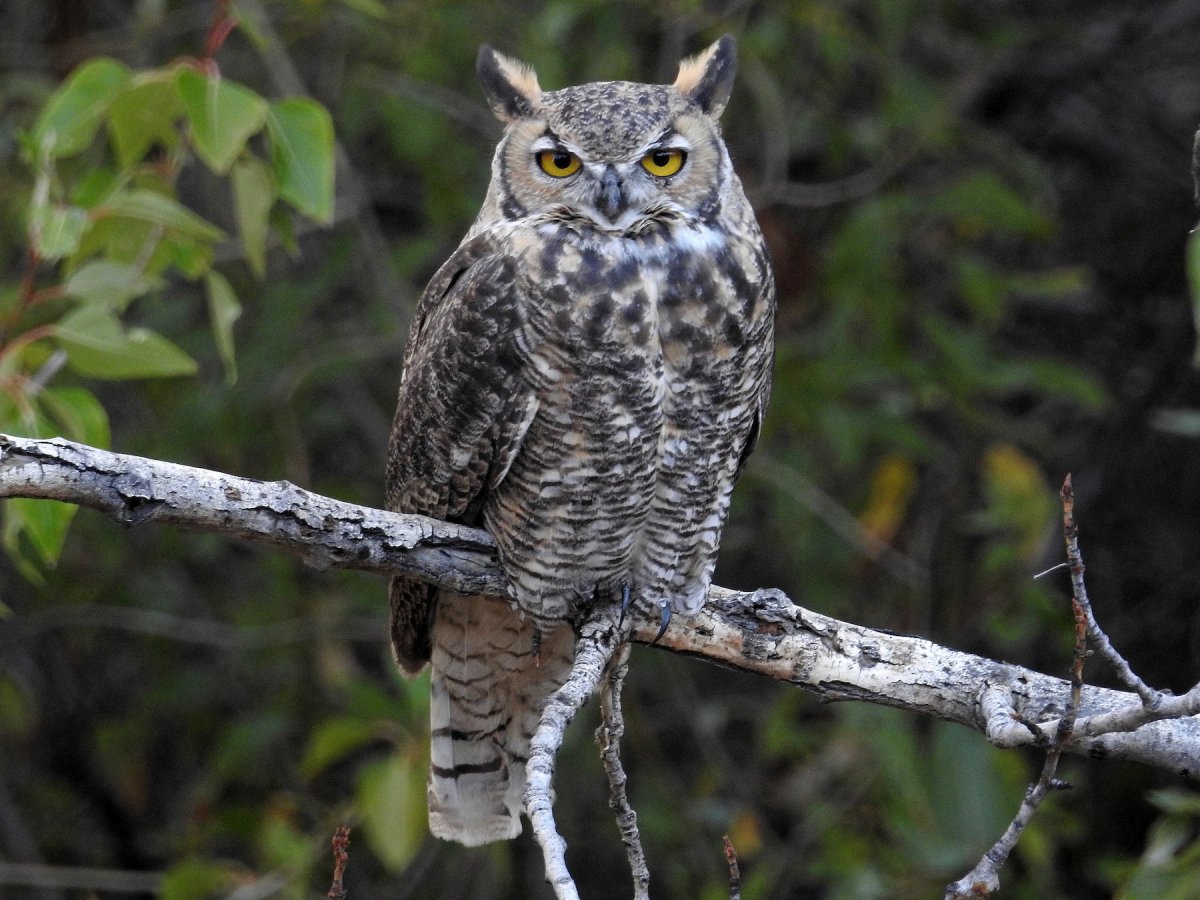 Q-72 great Horned Owl