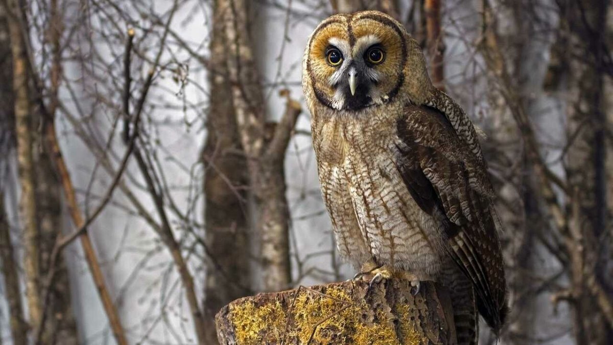 Полярная ушастая Сова