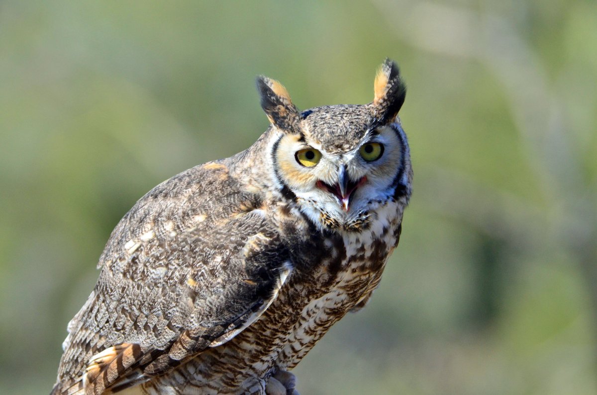 Хохлатая Сова