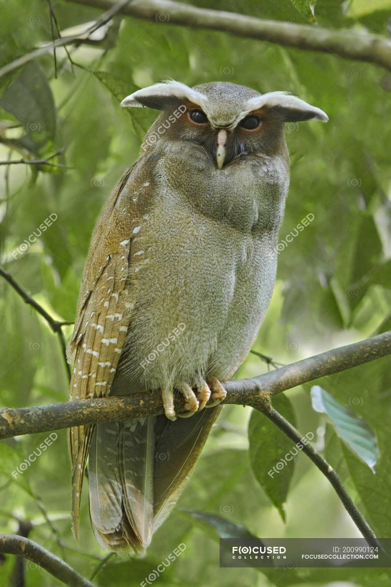 Рогатая неясыть (Lophostrix cristata)