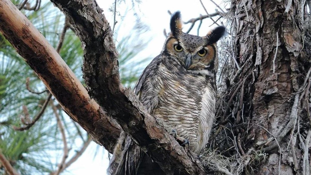 Виргинский Филин (Bubo virginianus)