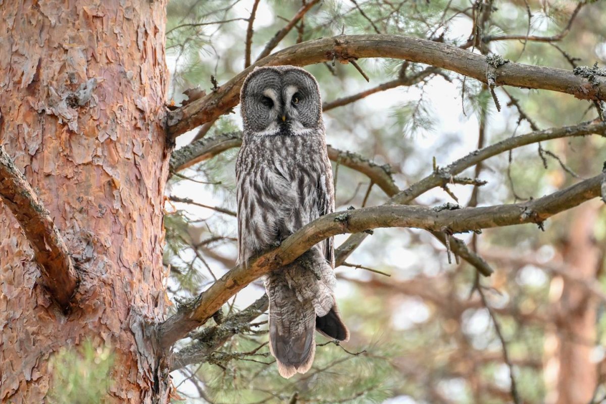 Птица бородатая неясыть